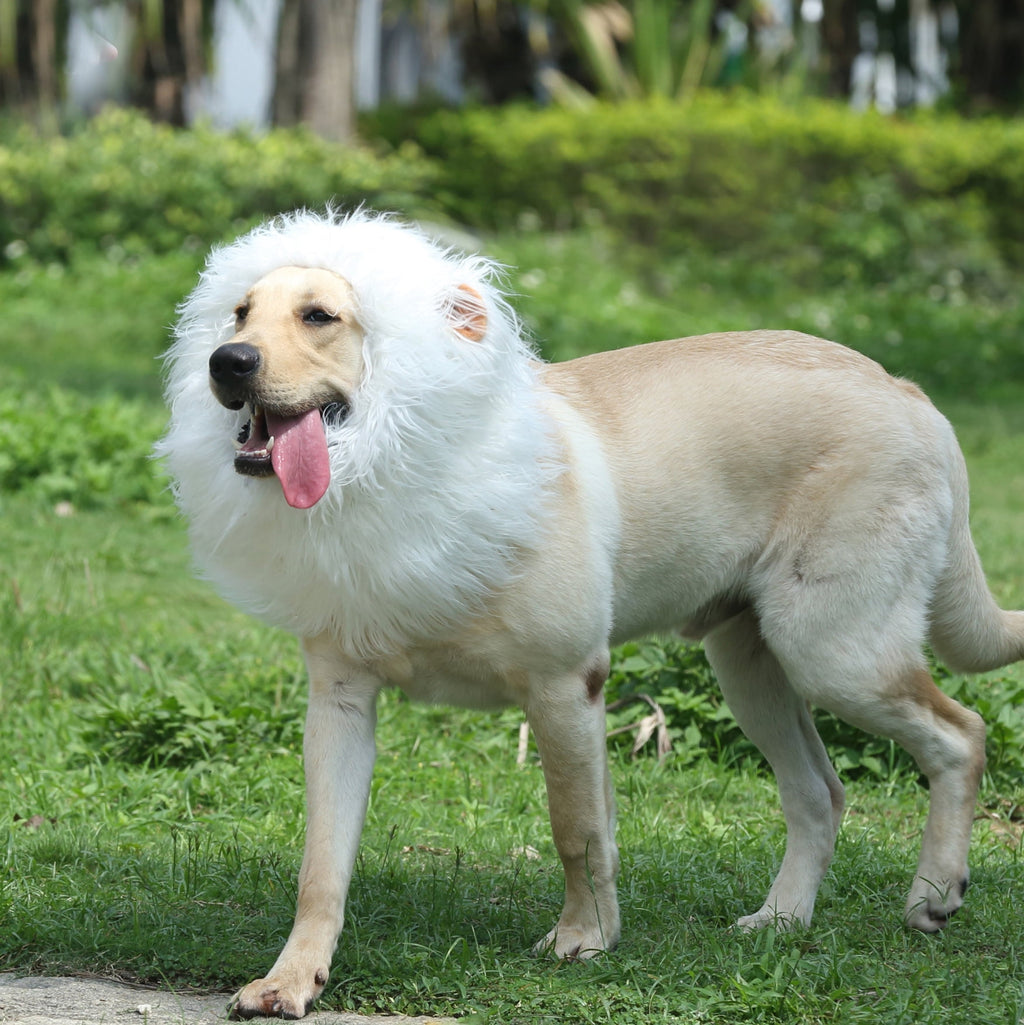 Lion Mane Wig for Dogs, Funny Pet Cat Costumes, Furry Dog Clothing Accessories (Size M,Grey)
