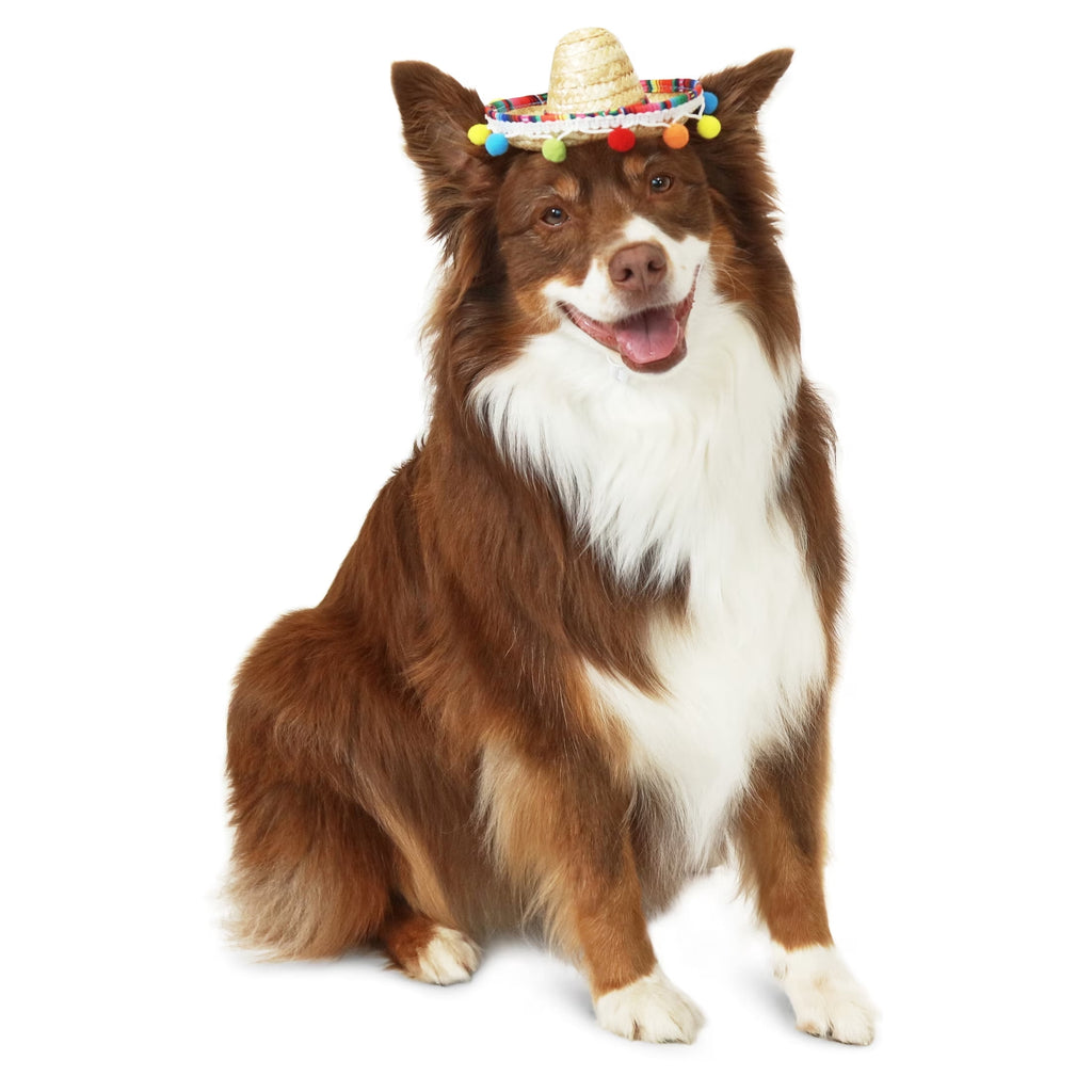 Vibrant Life Halloween Sombrero Hat Costume for Dogs, Multicolor, M/L