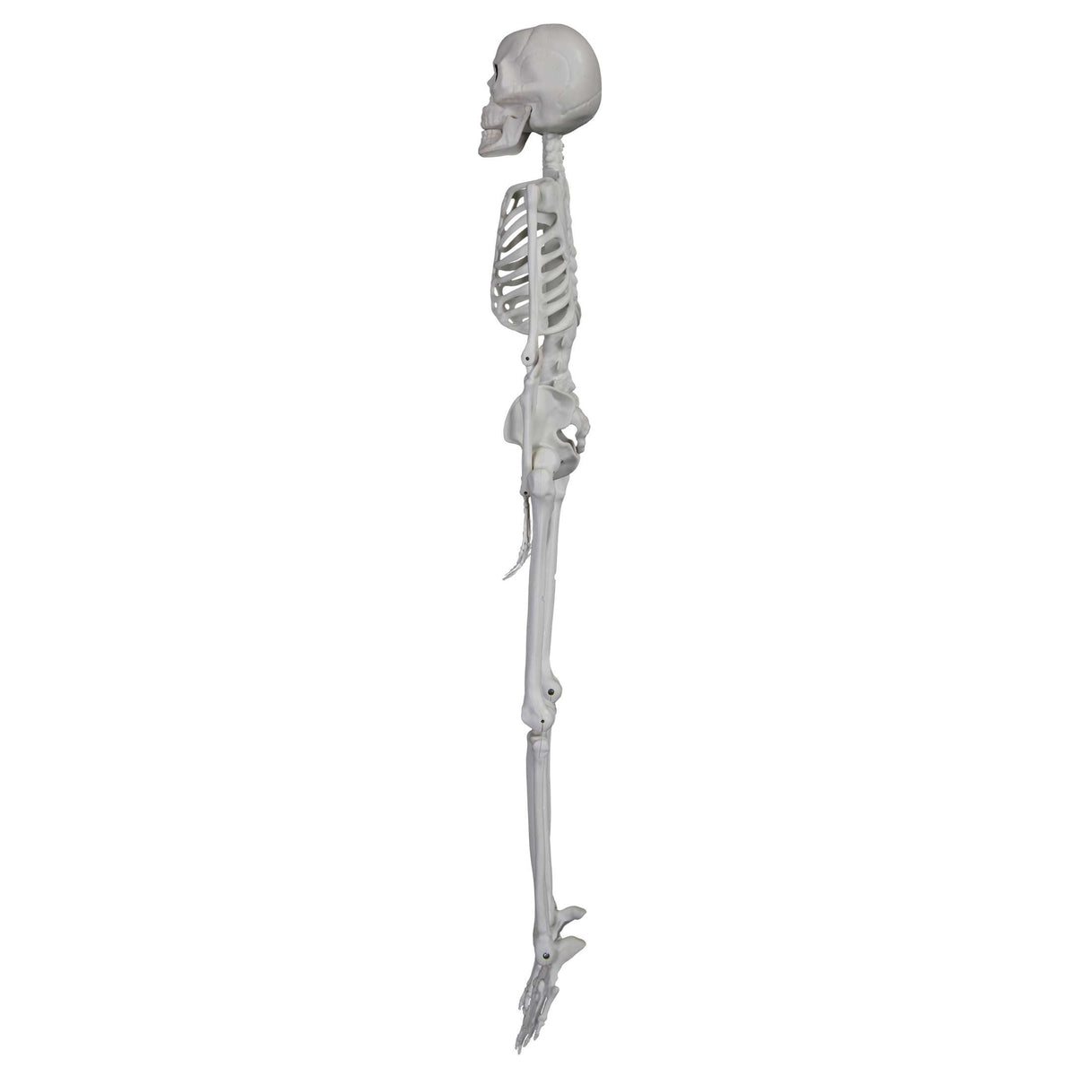 Faux Skeleton Decoration, White, 35", Halloween by Way To Celebrate