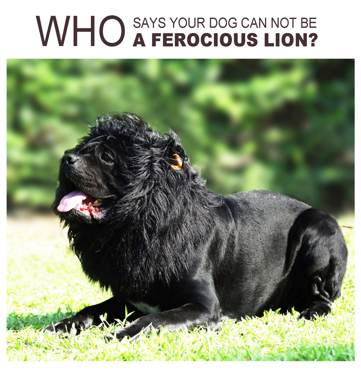 Lion Mane Wig for Dogs, Funny Pet Cat Costumes, Furry Dog Clothing Accessories (Size M,Grey)