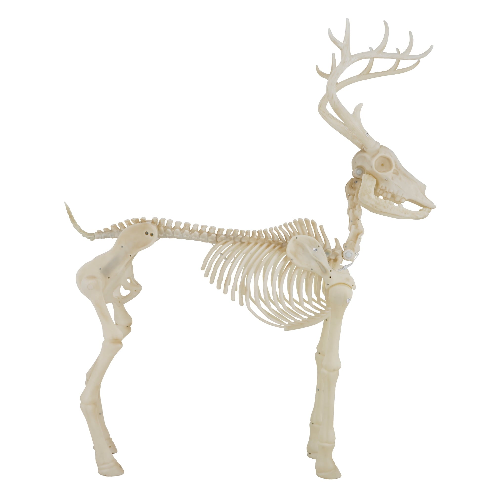 LED Illuminated Deer Skeleton, 60-inch, Halloween Decoration, by Way to Celebrate
