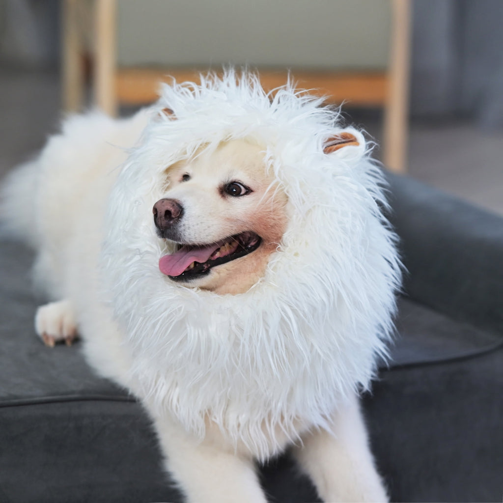 Lion Mane Wig for Dogs, Funny Pet Cat Costumes, Furry Dog Clothing Accessories (Size M,Grey)