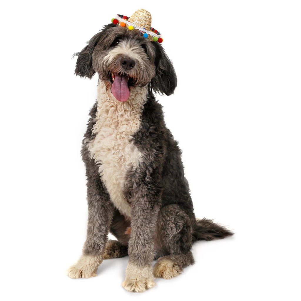 Vibrant Life Halloween Sombrero Hat Costume for Dogs, Multicolor, M/L