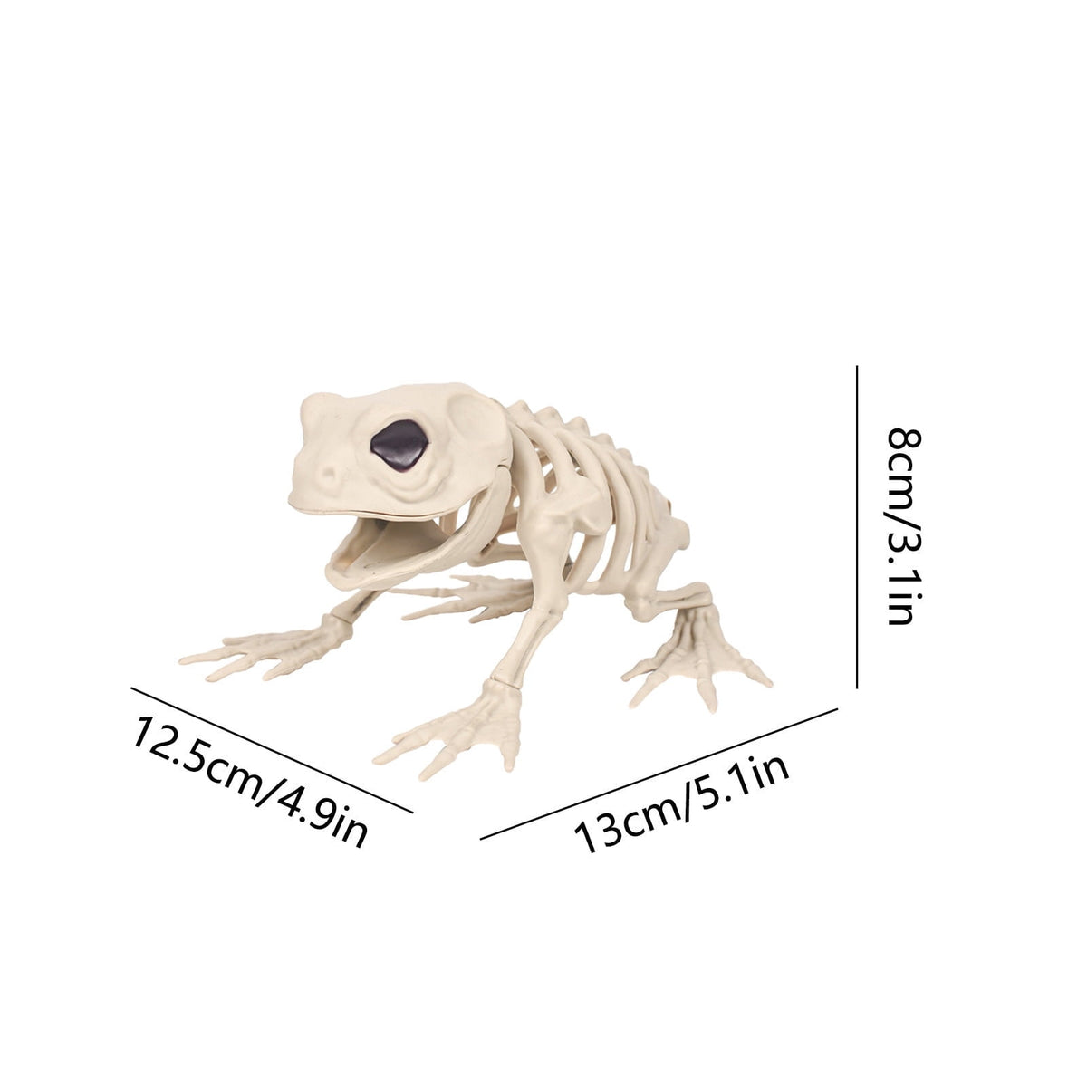 Elainilye Frog Skeleton Decoration 5.1 Inch Realistic Animal Bone Model for Halloween Home Bar Science Classroom Display Decor