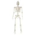 Hanging Posable Skeleton Decoration, White, 5', Halloween by Way To Celebrate
