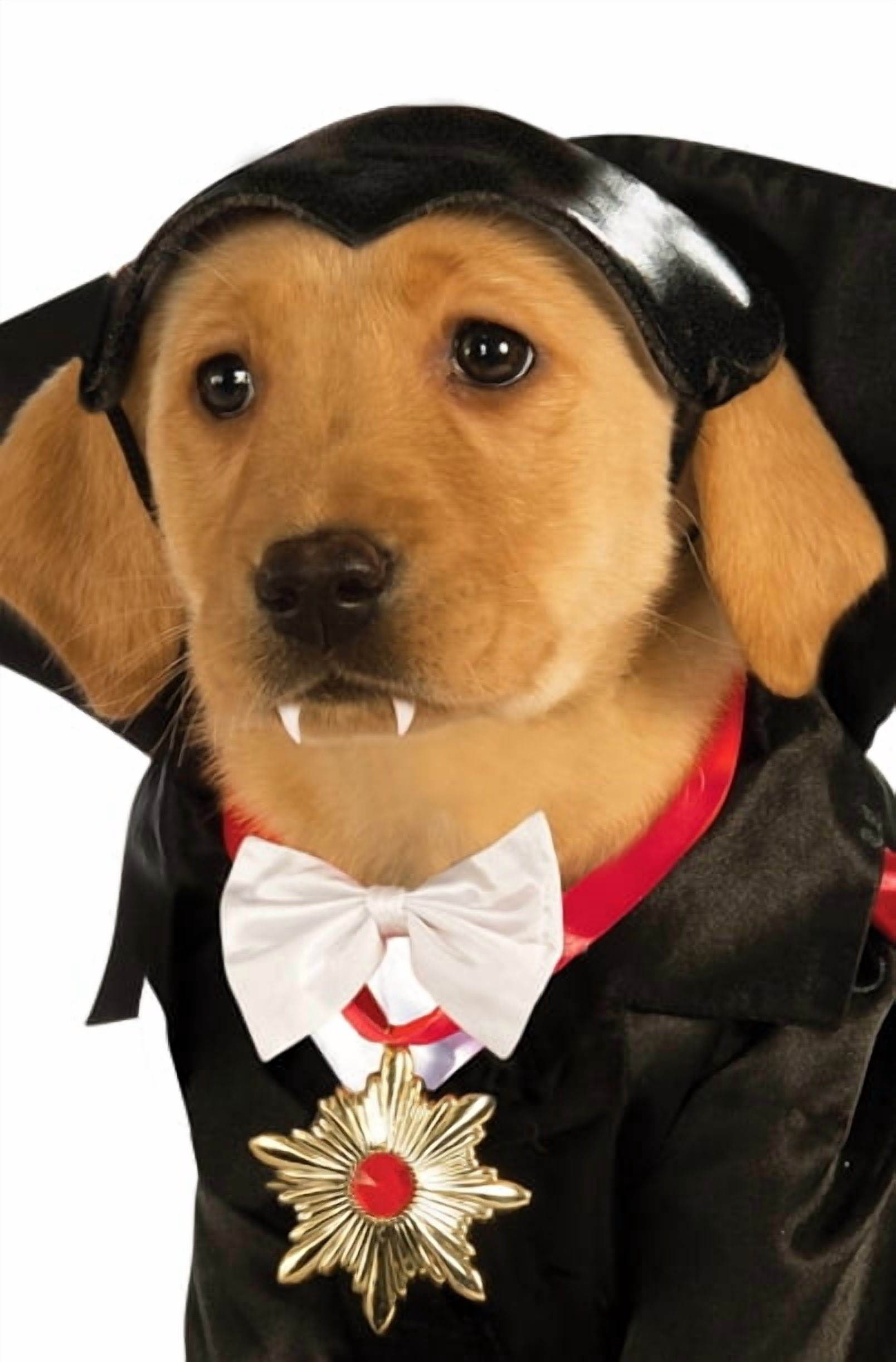 Pet Dracula Costume