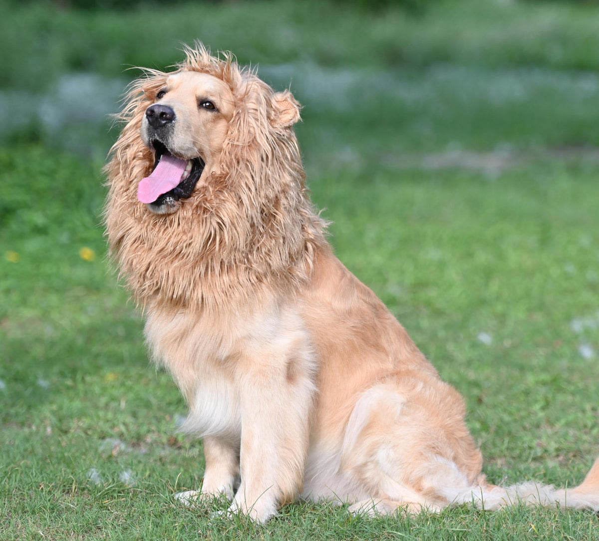 Lion Mane Wig for Dogs, Funny Pet Cat Costumes, Furry Dog Clothing Accessories (Size M,Grey)