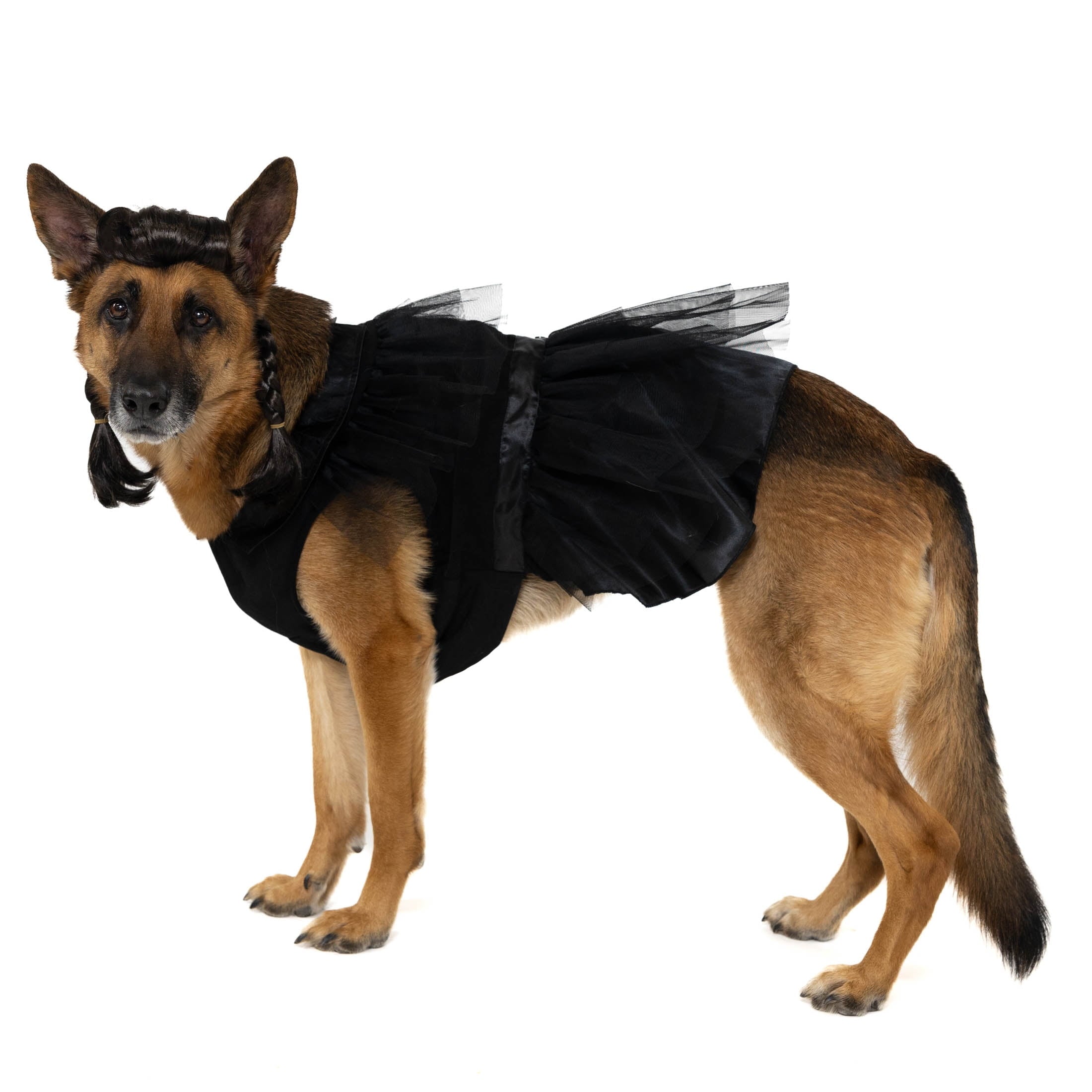 Vibrant Life Halloween Gothic Girl Costume for Dogs, Black, Large