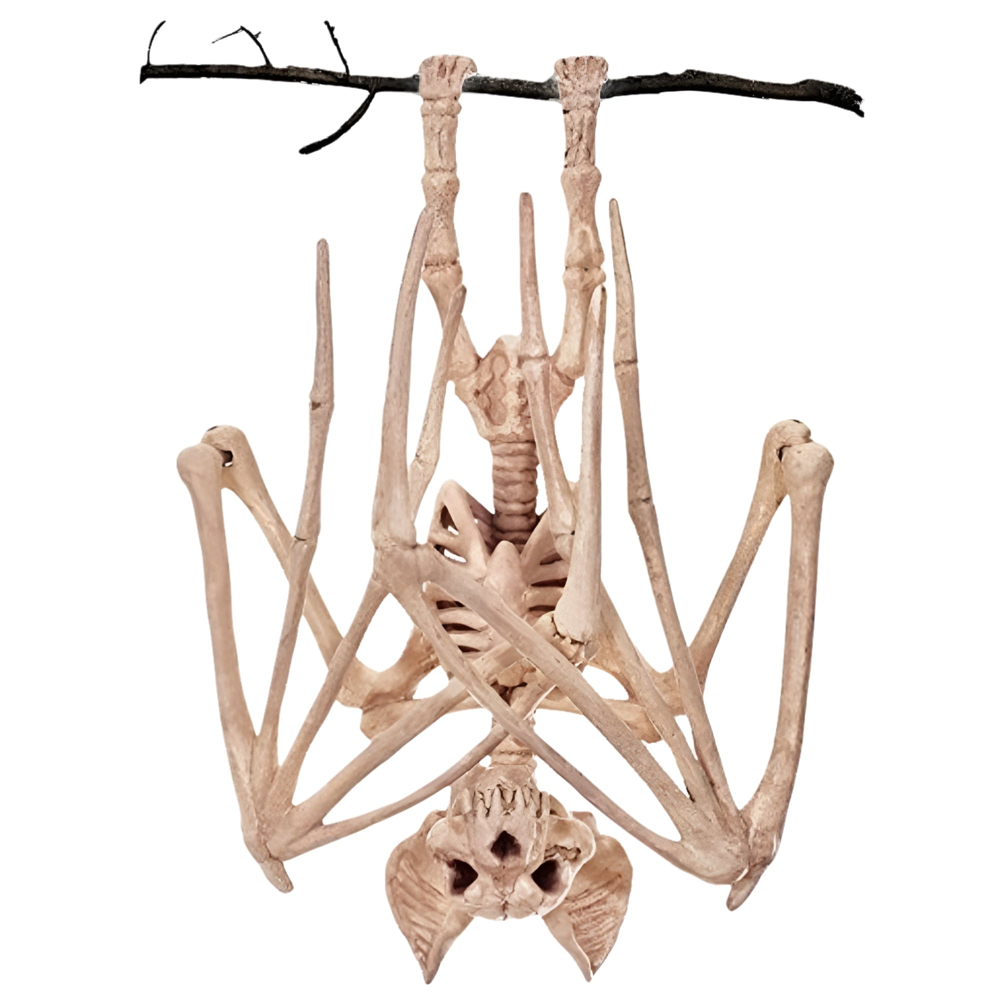 Official Crazybonez Faux Parrot Skeleton