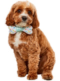 Party Collar Bow-Ne Pet Accessory