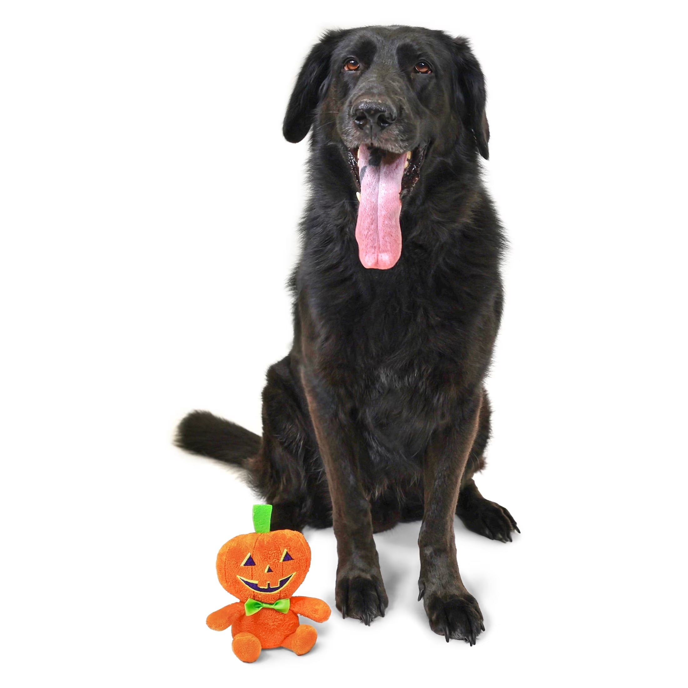 Vibrant Life Halloween Pumpkin Boy Plush Dog Toy with Squeaker, Orange, Chew Level 1