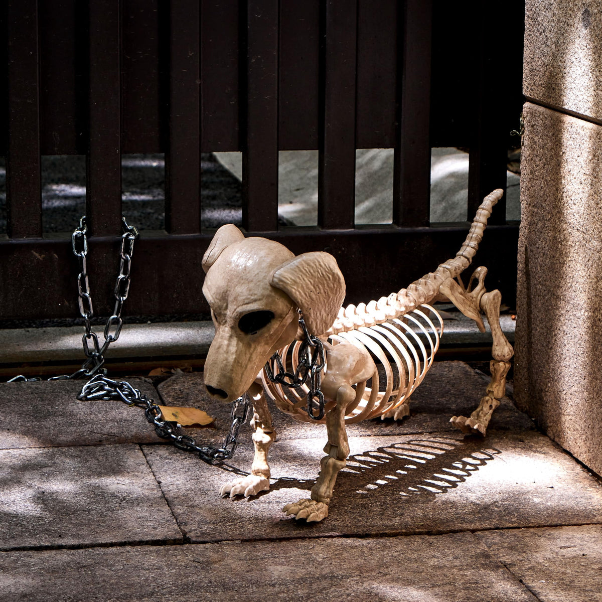 Joyfy 9.8 Inch Halloween Skeleton Dog Skeleton Halloween Decor,Pose-N-Stay Plastic Skeleton Bones with Posable Joints for Hallowmas Decoration Outdoor Haunted House Party