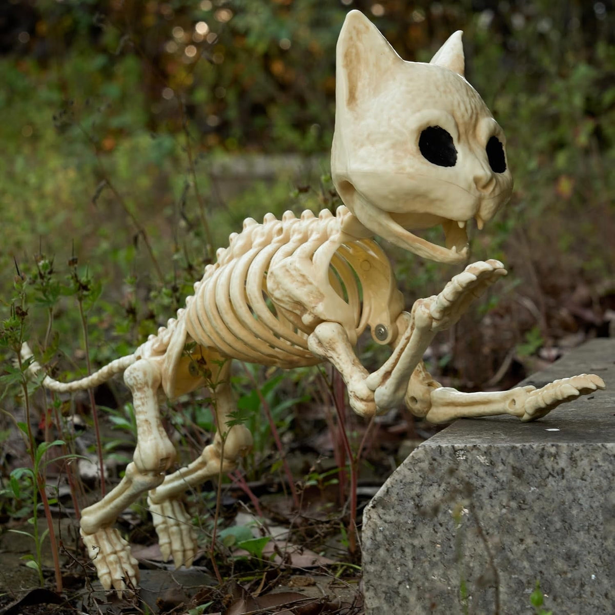 Joyfy 2 Pcs Cat Skeleton Halloween Decoration,7 Inch Posable Plastic Animals Halloween Skeleton for Indoor Outdoor Halloween Decorations,Haunted House Party Props