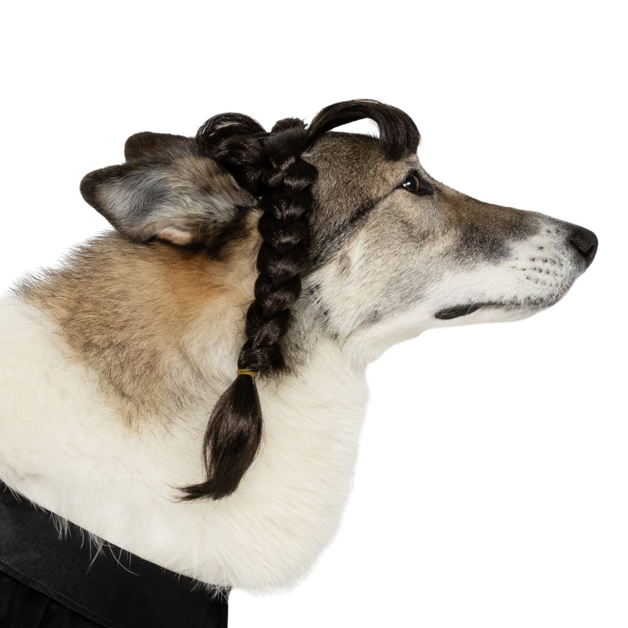 Vibrant Life Halloween Gothic Girl Costume for Dogs, Black, Large