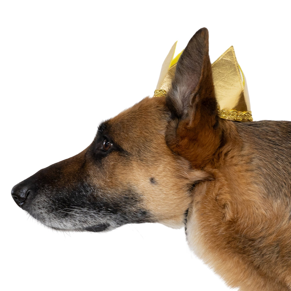 Vibrant Life Halloween Good Witch Costume for Dogs, Pink and Gold, Medium