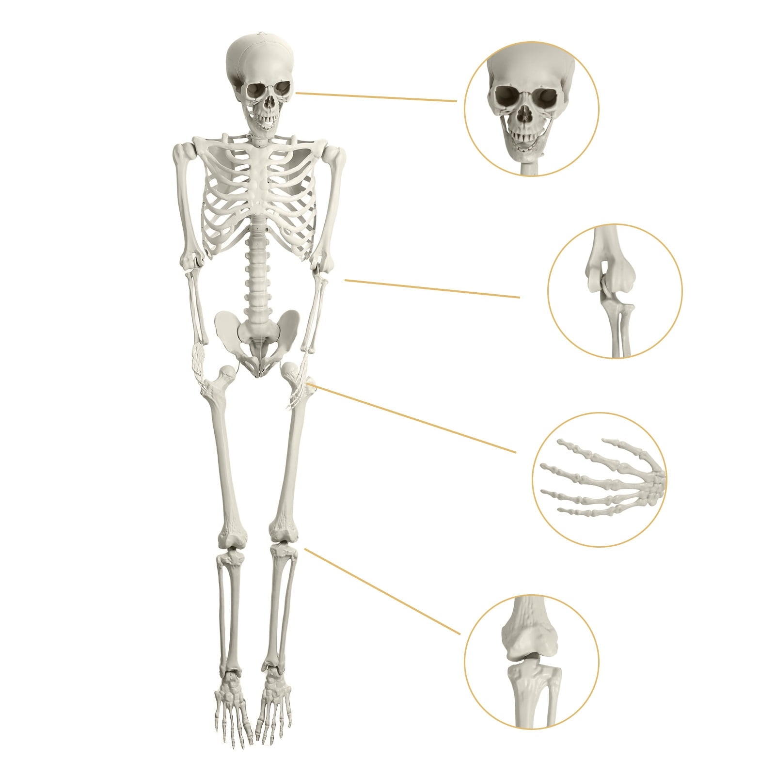 Kitem Skeleton Prop 5.4ft Poseable Life Size Halloween Decoration Plastic Full Body Human Bones Skeleton Party Supplies 1pc